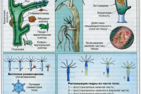 Kraken ссылка tg